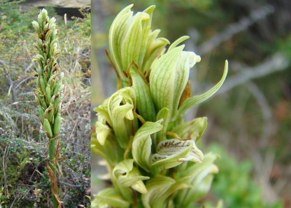 CHloraea leptopetala